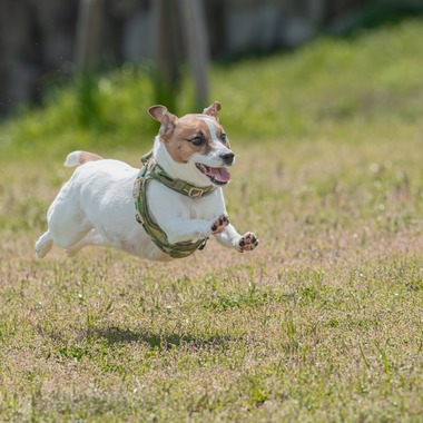あなたの写真館が撮影した「ペット撮影」の写真