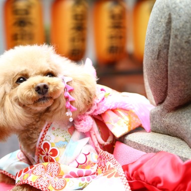 Photographer  Tomoが撮影した「わんちゃん七五三」の写真