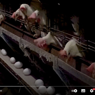 Castella Designが撮影した「YouTube動画」の写真