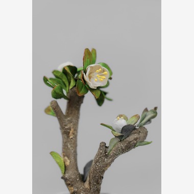 studio9thが撮影した「埼玉県川越市/革盆栽」の写真