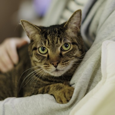 松井シンジが撮影した「ペット」の写真