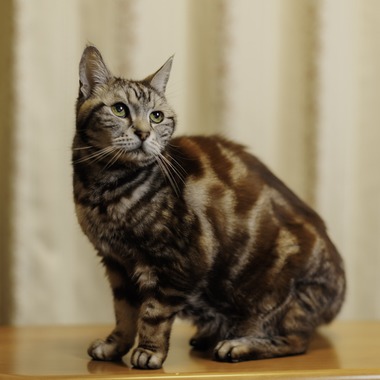 松井シンジが撮影した「ペット」の写真