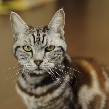 松井シンジが撮影した「ペット」の写真