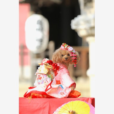 高橋 透（Coo&Sea STUDIO代表）が出張撮影した「七五三出張撮影＠東京」の家族写真