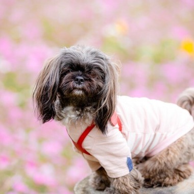 あかすたが撮影した「ペット撮影」の写真