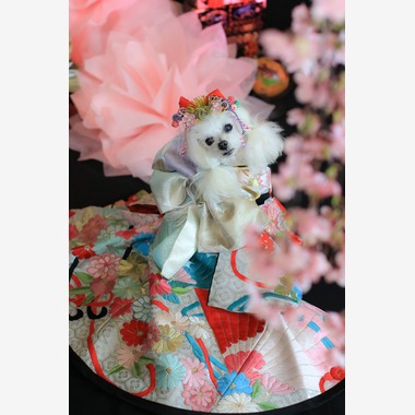 高橋 透（Coo&Sea STUDIO代表）が出張撮影した「お正月撮影会2020@新横浜Coo&Sea STUDIO」の家族写真