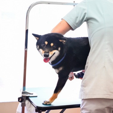 出張撮影 中村まみこが撮影した「トリミングサロンHP用撮影」の写真