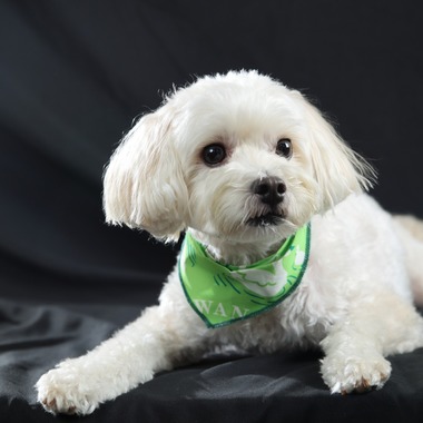 管野　利が撮影した「ワンちゃん」の写真