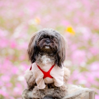 あかすたが撮影した「ペット撮影」の写真