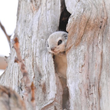 山口奈緒が撮影した「プライベートでの撮影（野生動物）」の写真