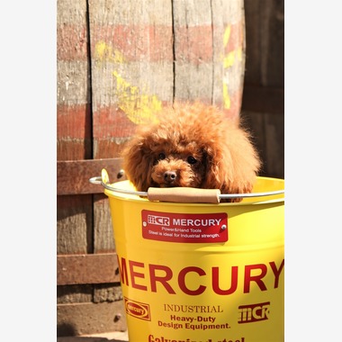 Photographer  Tomoが撮影した「ペット撮影」の写真