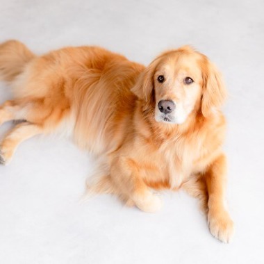 あかすたが撮影した「ペット撮影」の写真