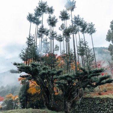 鈴木香那枝が撮影した「京都府中川町の取材撮影」の写真