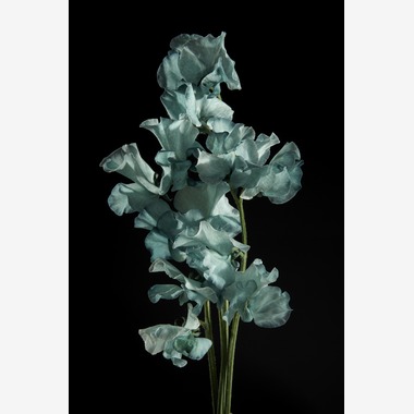 Nishizawa Yamatoが撮影した「Still Life」の写真