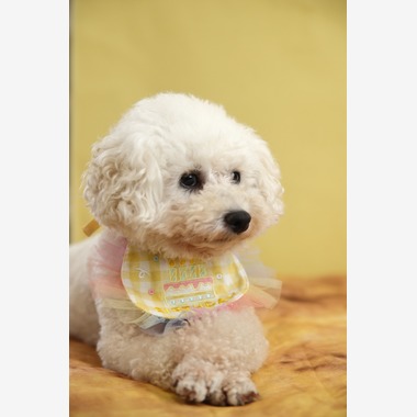 管野　利が撮影した「ワンちゃん」の写真