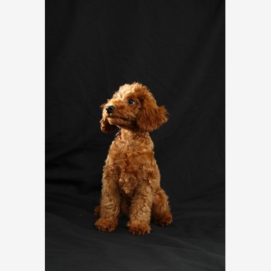 管野　利が撮影した「ワンちゃん」の写真