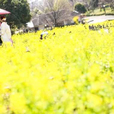 和心櫻が撮影した「」のウェディングフォト