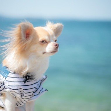 あかすたが撮影した「ペット撮影」の写真