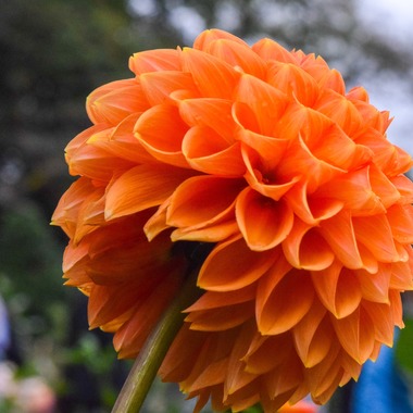 LOVEPHOTOS23が撮影した「」の写真