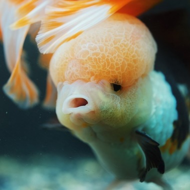 ONECHAPが撮影した「家族や友人との大切な思い出」の写真