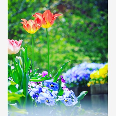 今井広樹/スタジオプランタン/日本写真家協会 会員が撮影した「フラワー」の写真