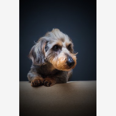 代表　安保　直紀が撮影した「ペット撮影」の写真