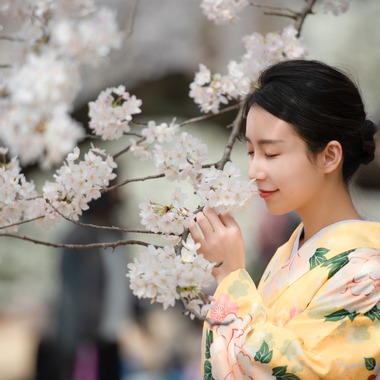 アラタンホヤガが撮影した「着物撮影　桜」の写真