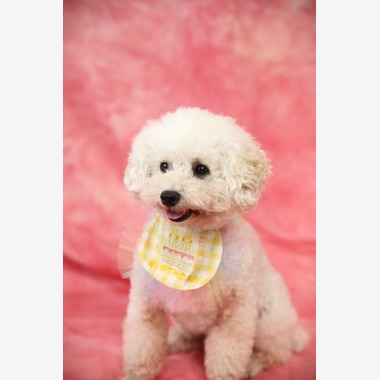 管野　利が撮影した「ワンちゃん」の写真