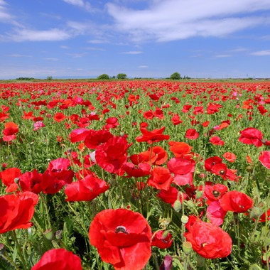 溝口崇が撮影した「風景写真」の写真