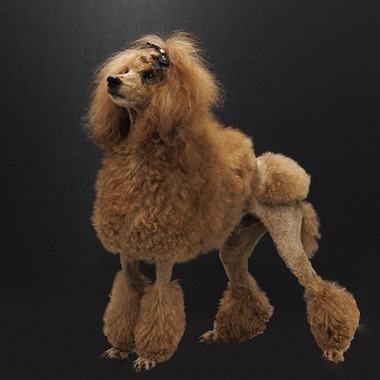 世登理恵が撮影した「ペット」の写真