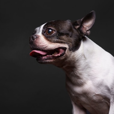 KasaiFilmsが撮影した「ペット撮影」の写真