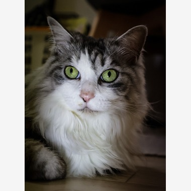 西川　正浩が撮影した「ペット」の写真