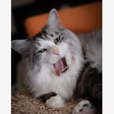 西川　正浩が撮影した「ペット」の写真