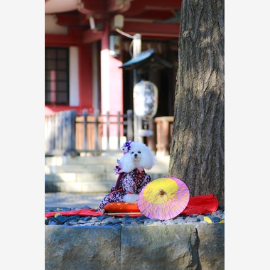 高橋 透（Coo&Sea STUDIO代表）が出張撮影した「七五三出張撮影＠東京」の家族写真