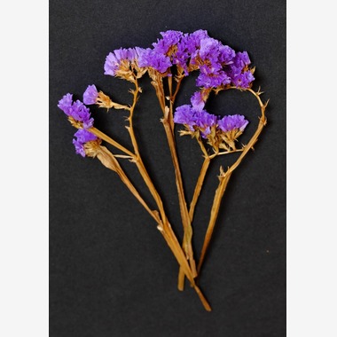 Mid-Village Studioが撮影した「花」の写真