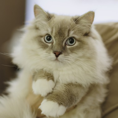 松井シンジが撮影した「ペット」の写真