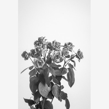 NOJYO高木俊幸写真事務所が撮影した「花」の写真