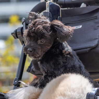 沖山俊樹が撮影した「ペット_20230330_有明ガーデン」の写真