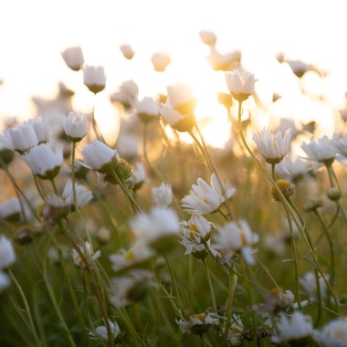 ハネムーンアベニューが撮影した「審査用 （物）」の写真