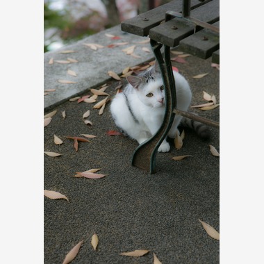 堀勝志古写真事務所が撮影した「pet」の写真