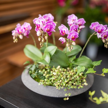 岩坪眞一郎が撮影した「商品または作品」の写真