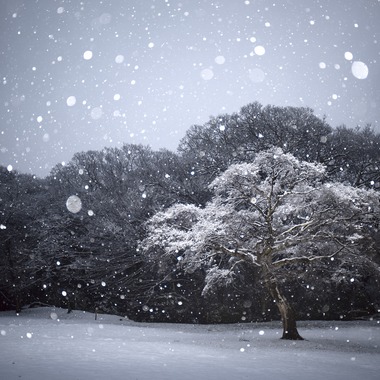 Studio Serowが撮影した「自然・動物」の写真