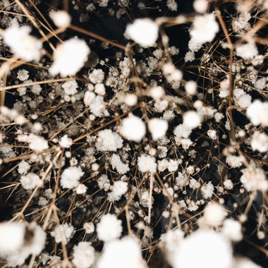 磯谷亮太が撮影した「flower」の写真