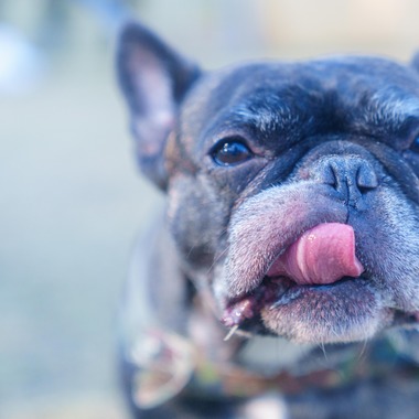 牧野 政宏が撮影した「ペット撮影」の写真