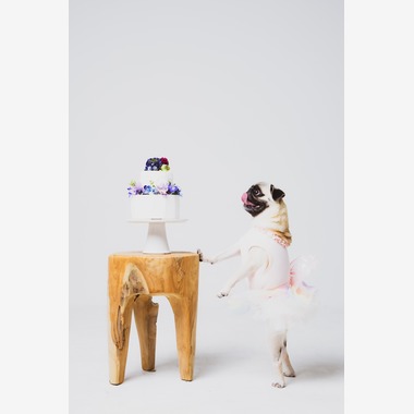 O.C.Photo.Studioが撮影した「ペット撮影」の写真