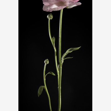 Nishizawa Yamatoが撮影した「Still Life」の写真