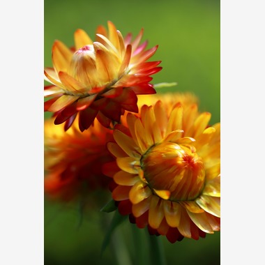 Mid-Village Studioが撮影した「花」の写真