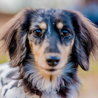 来田 篤典が撮影した「ペット」の写真