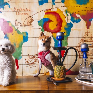 Top Gunが撮影した「料理撮影」の写真