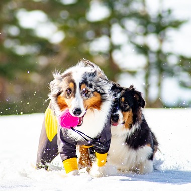 スマイルチューンが撮影した「ペット撮影」の写真